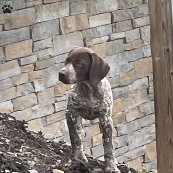 PEPPERMINT PATTY, German Shorthaired Pointer Puppy